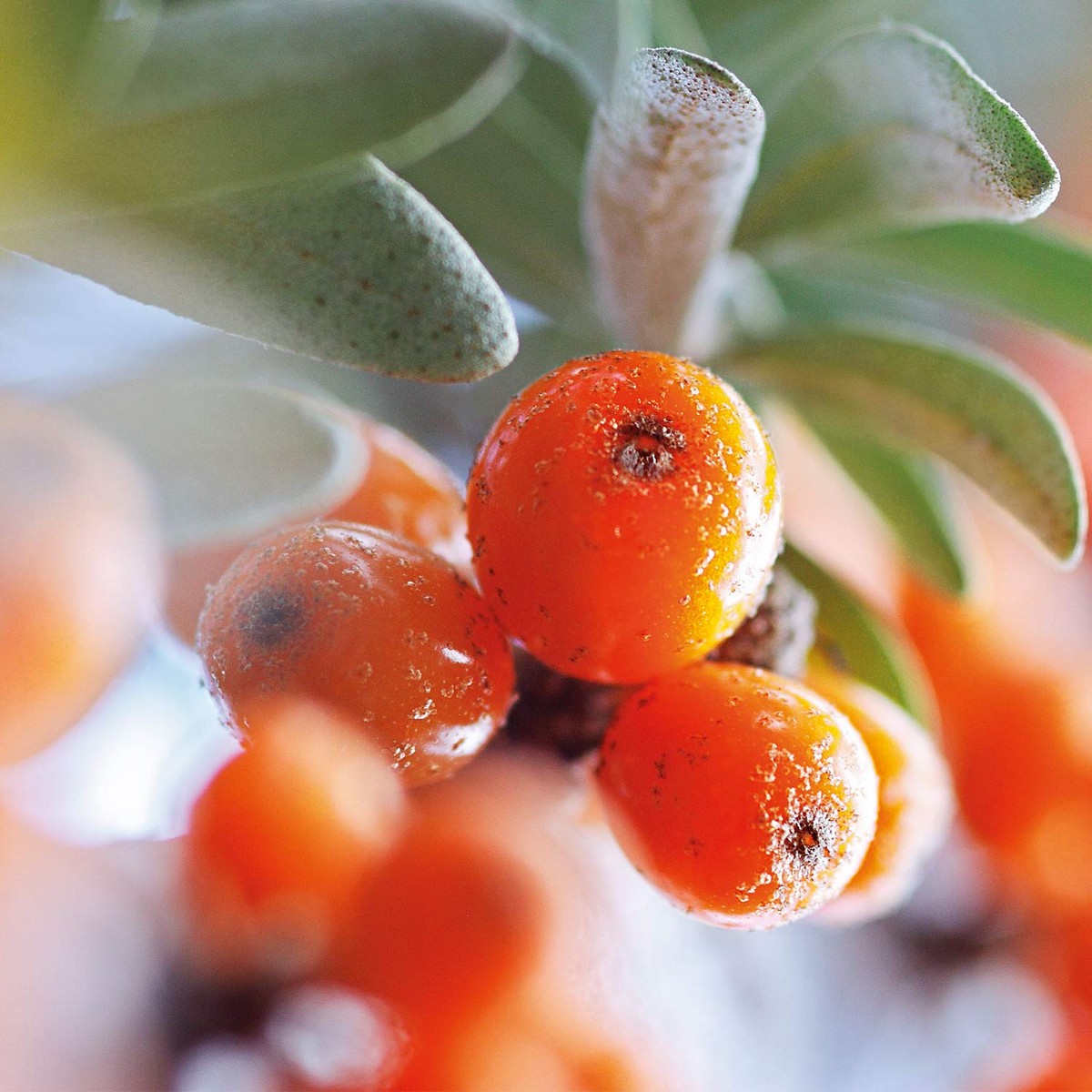 S051036931 - Pametni nakupi S05103693 1