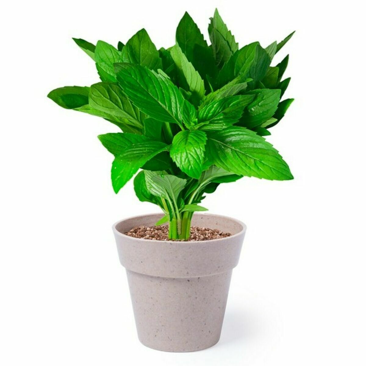 S14466551 - Pametni nakupi S1446655 1